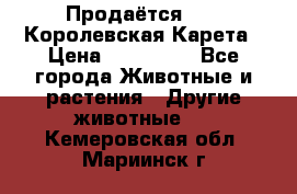 Продаётся!     Королевская Карета › Цена ­ 300 000 - Все города Животные и растения » Другие животные   . Кемеровская обл.,Мариинск г.